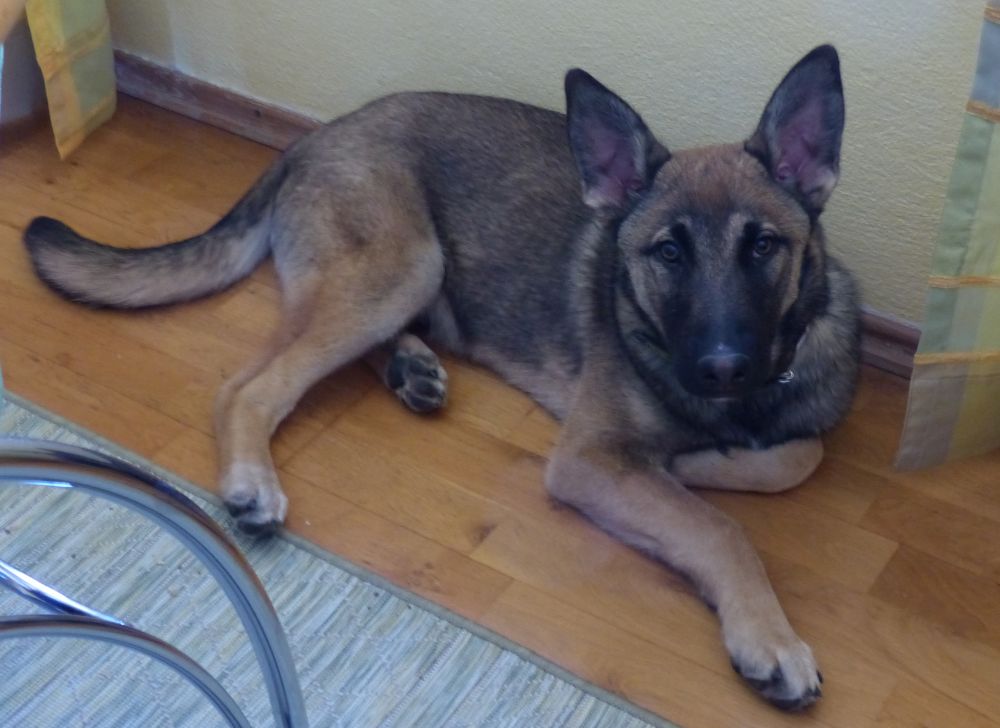 Vermittelt – Happy