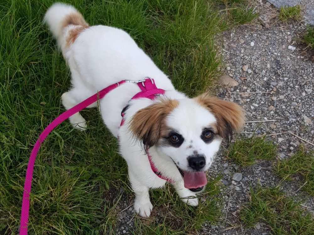 Vermittelt – Ophelia