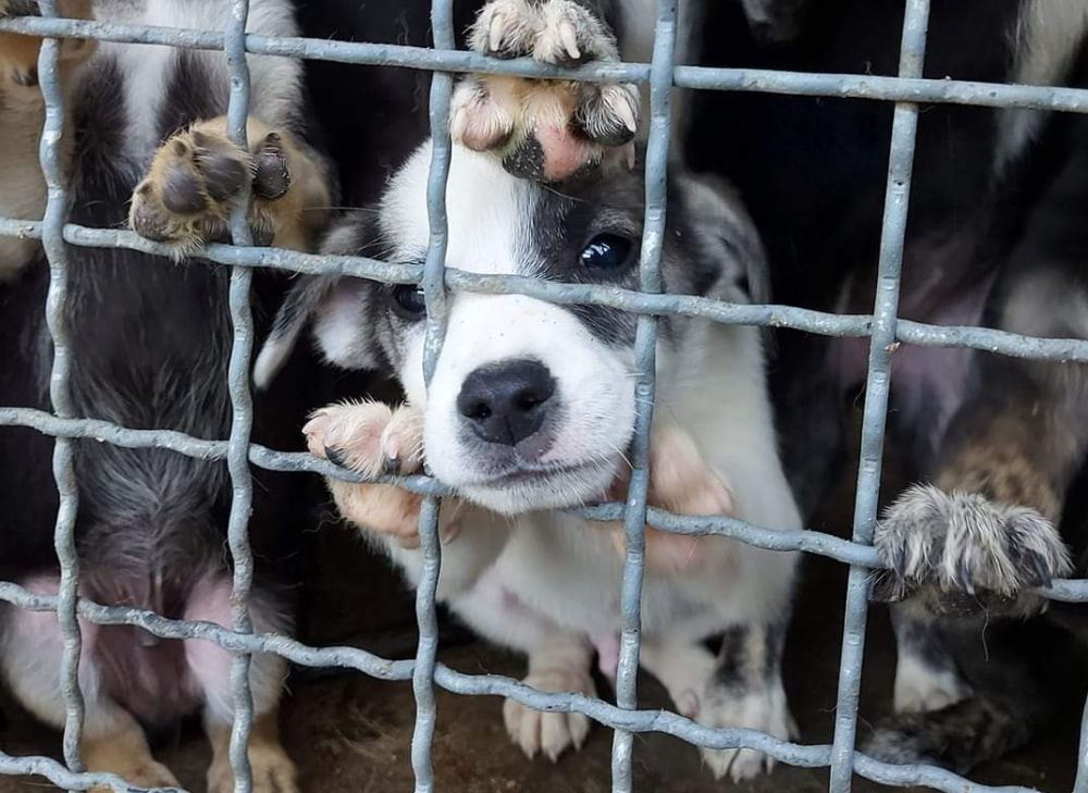 Sygeplejeskole Pub uren Rettung Welpen Tötung Constanta – Hunde in Not Pfarrkirchen e. V.